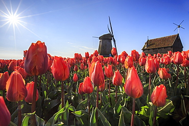 Red tulips in foreground and blue sky frame the windmill in spring, Schermerhorn, Alkmaar, North Holland, Netherlands, Europe