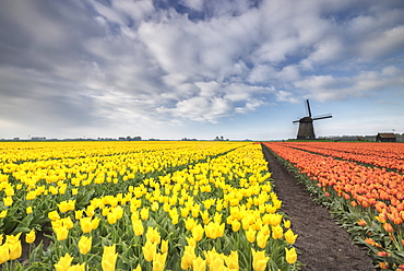 Multi-coloured fields of tulips at spring with windmill in the background, Schermerhorn, Alkmaar, North Holland, Netherlands, Europe