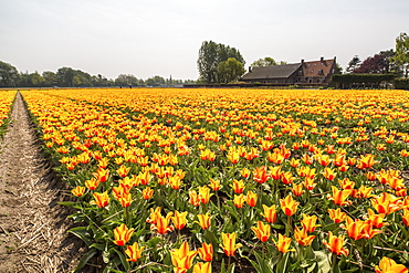 The yellow and orange tulips colour the landscape in spring, Keukenhof Park, Lisse, South Holland, Netherlands, Europe