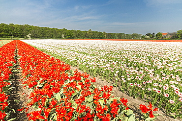 The red and white tulips colour the landscape in spring, Keukenhof Park, Lisse, South Holland, Netherlands, Europe