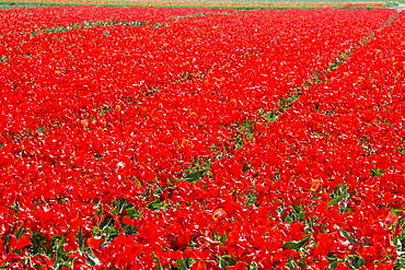 Fields of red tulips colour the landscape in spring, Keukenhof Park, Lisse, South Holland, Netherlands, Europe