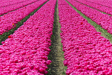 The colourful scenery of spring fields of tulips, Keukenhof Park, Lisse, South Holland, Netherlands, Europe