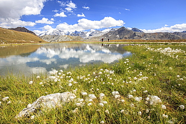 Cottongrass (eriophorum) blooming by the banks of Lake D'Oro and Lake Umbrail in Valtellina, Lombardy, Italy, Europe