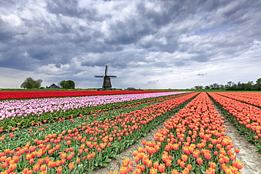 Dark clouds over fields of multicolored tulips and windmill, Berkmeer, Koggenland, North Holland, Netherlands, Europe