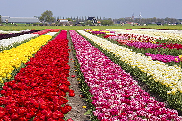 Multicolored tulip fields frame the village in spring, Berkmeer, Koggenland, North Holland, Netherlands, Europe