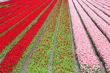 The colorful tulip fields in spring, Berkmeer, Koggenland, North Holland, Netherlands, Europe