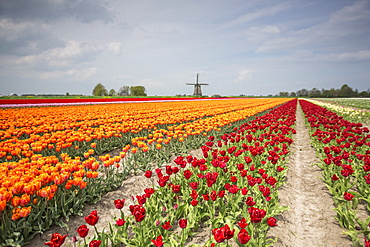 Spring clouds over fields of multicolored tulips and windmill, Berkmeer, Koggenland, North Holland, Netherlands, Europe