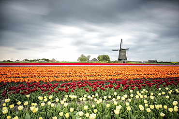 Spring clouds over fields of multicolored tulips and windmill, Berkmeer, Koggenland, North Holland, Netherlands, Europe