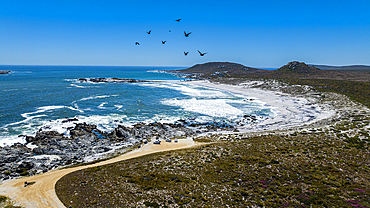 Aerial of a white sandy beach, West Coast National Park, Western Cape Province, South Africa, Africa