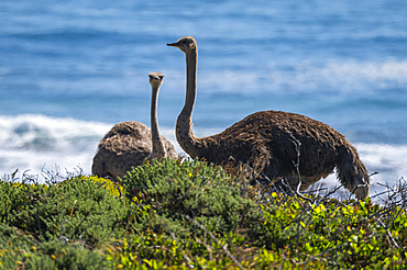 Ostrich in the Cape of Good Hope Nature Reserve, Cape Town, Cape Peninsula, South Africa, Africa