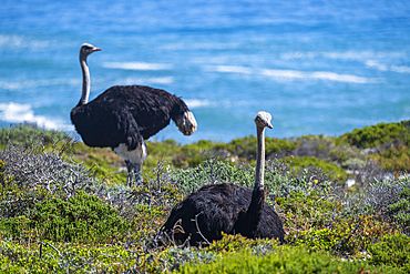 Ostrich in the Cape of Good Hope Nature Reserve, Cape Town, Cape Peninsula, South Africa, Africa