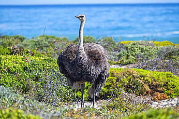 Ostrich in the Cape of Good Hope Nature Reserve, Cape Town, Cape Peninsula, South Africa, Africa