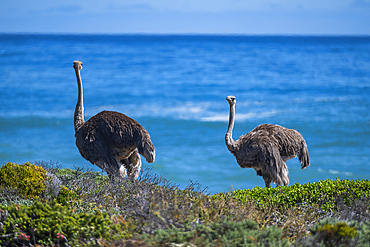 Ostrich in the Cape of Good Hope Nature Reserve, Cape Town, Cape Peninsula, South Africa, Africa