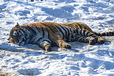 Siberian tiger (Panthera tigris tigris), Harbin Siberian Tiger Park, Harbin, Heilongjiang, China, Asia