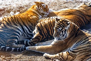 Siberian tiger (Panthera tigris tigris), Harbin Siberian Tiger Park, Harbin, Heilongjiang, China, Asia