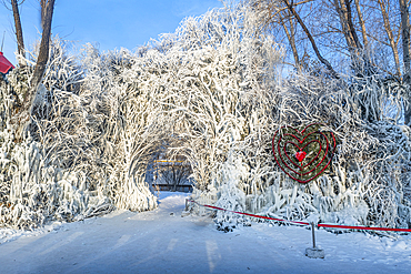 Frozen tree, Snow Sculpture Festival, Harbin, Heilongjiang, China, Asia