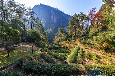 Tree plantations, Wuyi Mountains, UNESCO World Heritage Site, Fujian, China, Asia