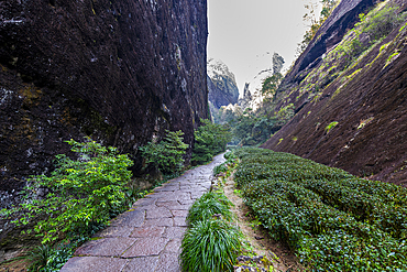 Tree plantations, Wuyi Mountains, UNESCO World Heritage Site, Fujian, China, Asia