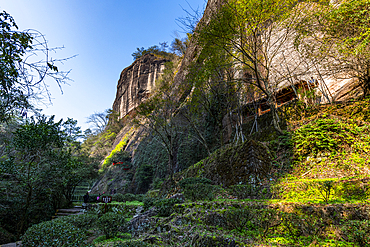 Tree plantations, Wuyi Mountains, UNESCO World Heritage Site, Fujian, China, Asia