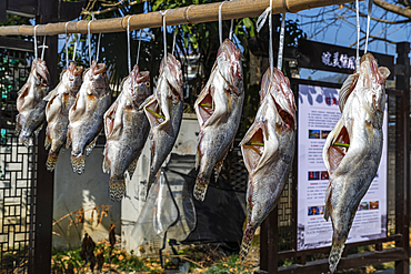 Fish for sale, Xidi historic ancient village, UNESCO World Heritage Site, Xidi, Anhui, China, Asia