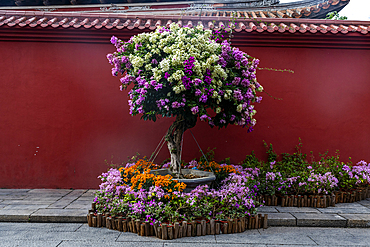 Colourful trees in the historic center of Zhangzhou, Fujian, China, Asia