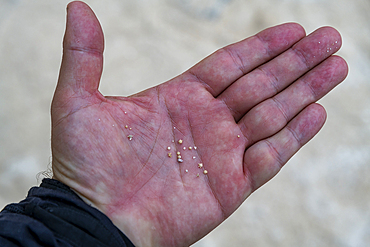 Close-up of Star sand, Taketomi Island National Park, Ishigaki, Yaeyama island group, Japan, Asia