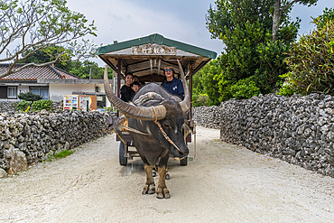 Ox carriage on Taketomi Island National Park, Ishigaki, Yaeyama island group, Japan, Asia