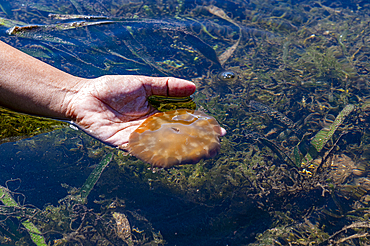 Non poisonous jelly fish, Grande Santa Cruz Island, Zamboanga, Mindanao, Philippines, Southeast Asia, Asia