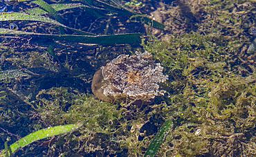 Non poisonous jelly fish, Grande Santa Cruz Island, Zamboanga, Mindanao, Philippines, Southeast Asia, Asia