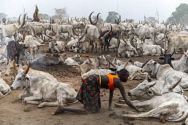 Woman of the Mundari tribe cleaning a cow, South Sudan, Africa