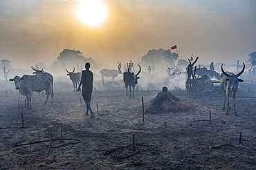 Backlit photo of a Mundari cattle camp, Mundari tribe, South Sudan, Africa