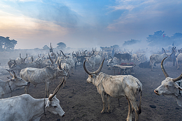 Backlit photo of a Mundari cattle camp at sunset, Mundari tribe, South Sudan, Africa