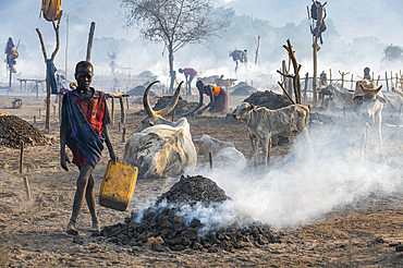 Young boy collecting cow dung, Mundari tribe, South Sudan, Africa