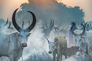 Backlit photo of a Mundari cattle camp, Mundari tribe, South Sudan, Africa