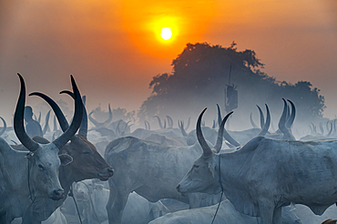 Backlit photo of a Mundari cattle camp, Mundari tribe, South Sudan, Africa