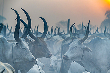 Backlit photo of a Mundari cattle camp, Mundari tribe, South Sudan, Africa