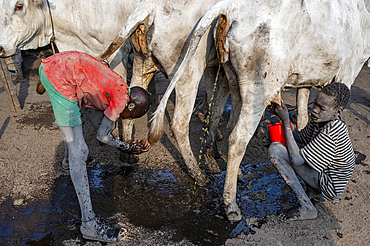 Man washing himself in cow pee, Mundari tribe, South Sudan, Africa