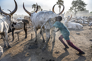 Young boy blowing up the bottom of a cow to increase the milk production, Mundari tribe, South Sudan, Africa