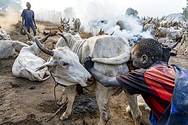 Young boy blowing up the bottom of a cow to increase the milk production, Mundari tribe, South Sudan, Africa