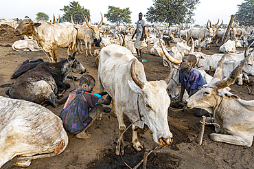 Boy milking a cow, Mundari tribe, South Sudan, Africa