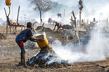 Young boy collecting cow dung, Mundari tribe, South Sudan, Africa