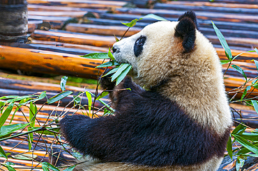 Panda Bear, Chengdu, Sichuan, China, Asia