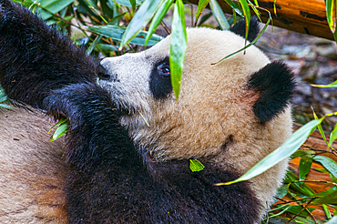 Panda Bear, Chengdu, Sichuan, China, Asia