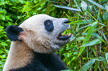 Panda Bear, Chengdu, Sichuan, China, Asia