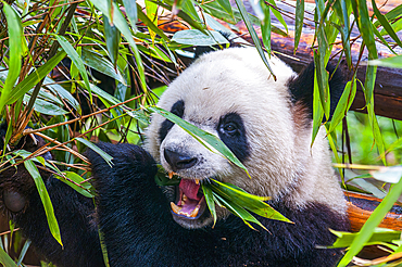 Panda Bear, Chengdu, Sichuan, China, Asia