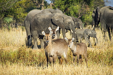 Waterbucks (Kobus ellipsiprymnus) and African bush elephants (Loxodonta africana), Liwonde National Park, Malawi, Africa