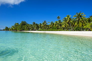 Beautiful palm fringed white sand beach in the turquoise waters of Tikehau, Tuamotus, French Polynesia, Pacific