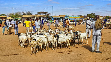 Goats at Cattle market, Burao, south eastern Somaliland, Somalia, Africa