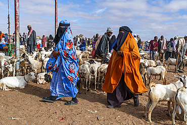 Veiled women and goats at Cattle market, Burao, south eastern Somaliland, Somalia, Africa