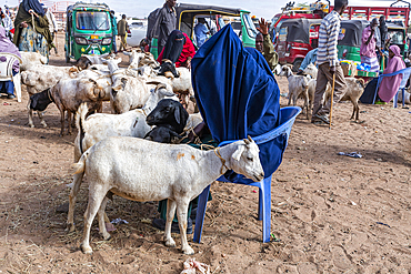 Goats at Cattle market, Burao, south eastern Somaliland, Somalia, Africa